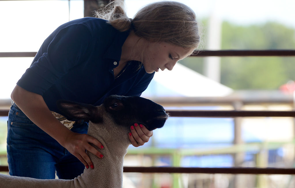 Ryan Rounsavall shows a sheep